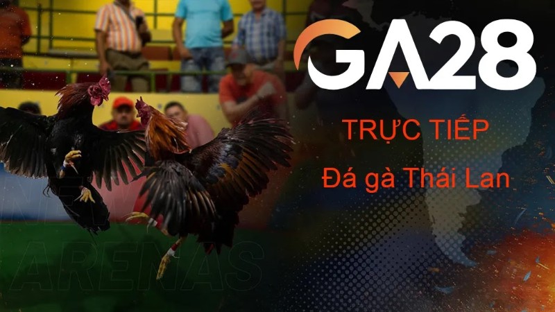 Đá gà GA28 Thabet 2 Đá gà GA28